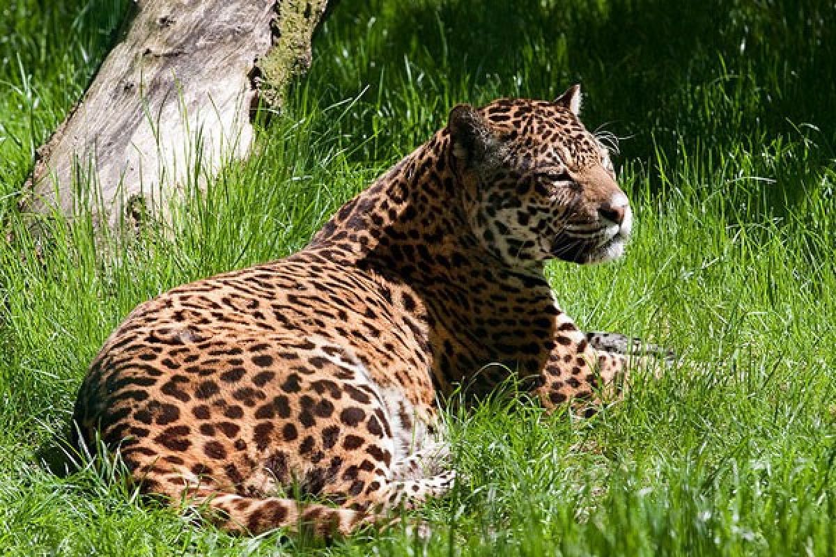 Satu jaguar milik Kebun Binatang Surabaya mati
