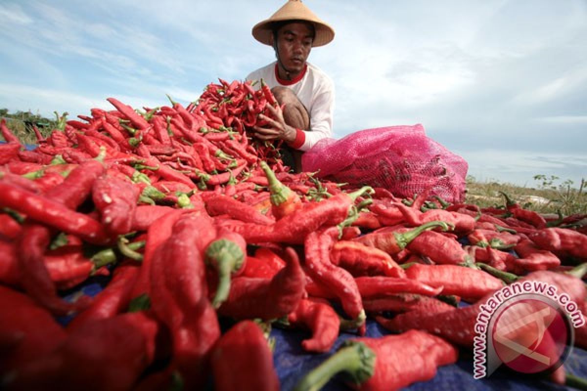 Produksi cabai nasional 855.000 ton per tahun