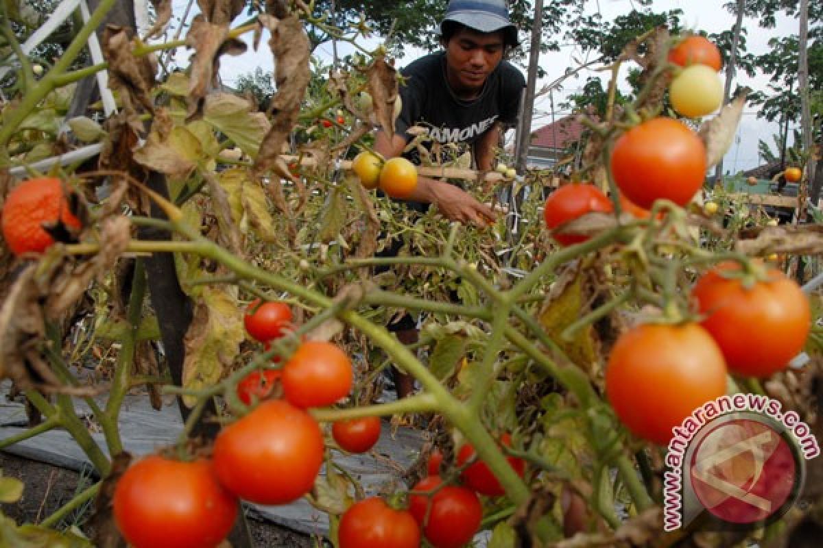 Siswa isi liburan dengan praktik bertani