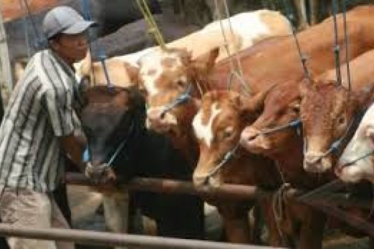 Pesisir Selatan terus pertahankan populasi sapi lokal sebagai plasma nutfah