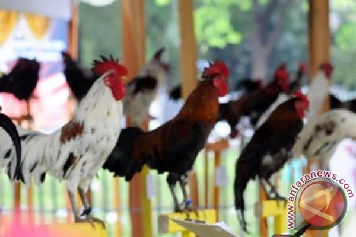 Mahasiswa IPB adakan Kontes Ayam Ketawa Nasional