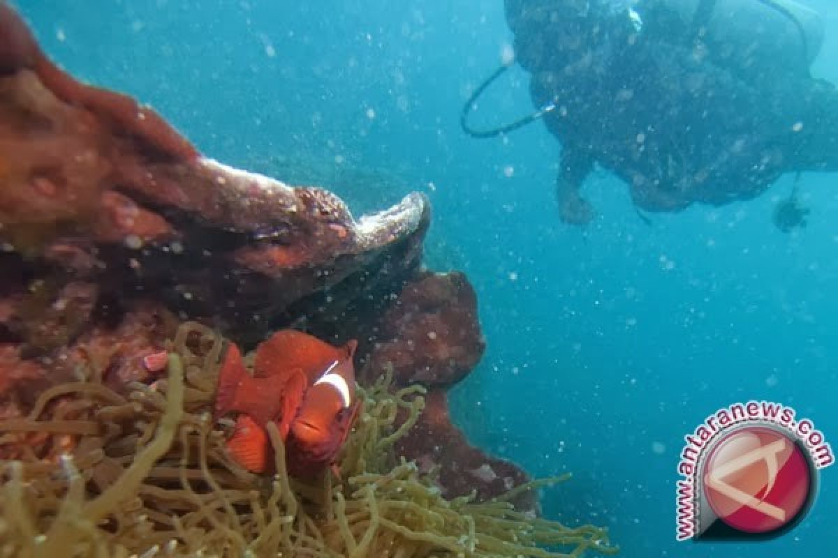 LIPI temukan biota laut berbahaya di Teluk Ambon