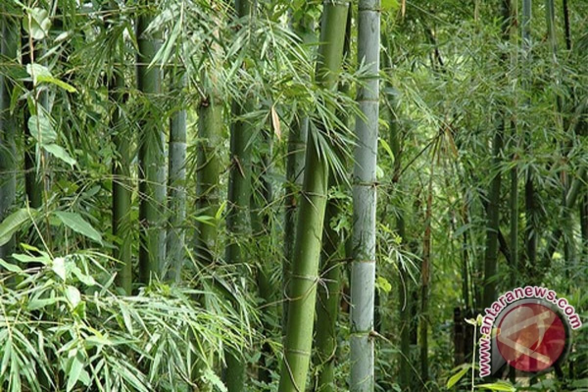 11 jenis bambu Bengkulu belum diolah optimal
