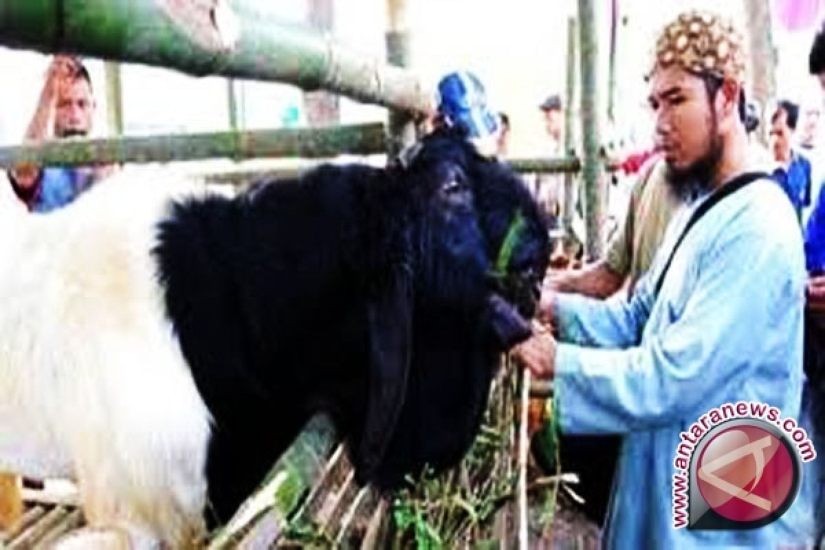  South Kalimantan Breeds Dairy Goats