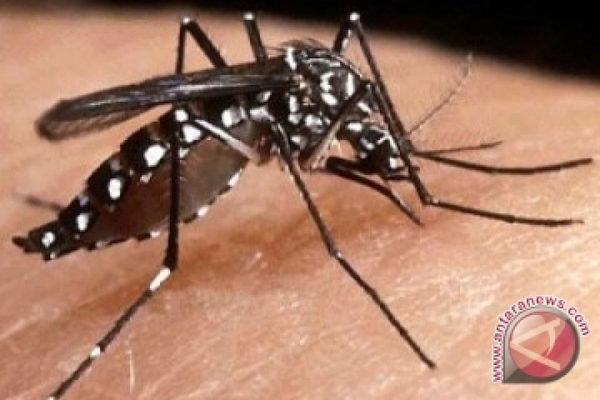 Dinkes Penajam Temukan 500 Kasus Malaria