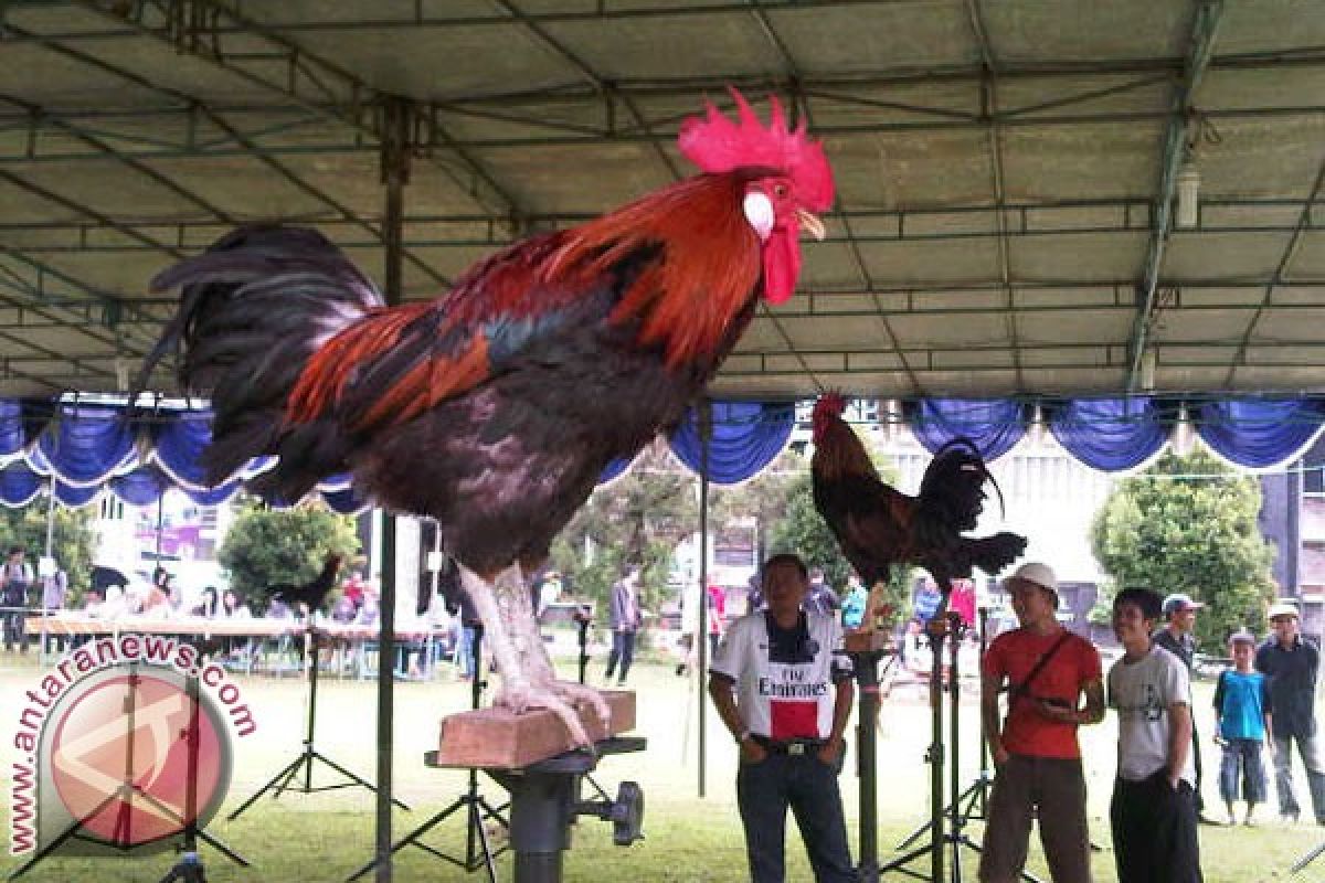 Mahasiswa IPB gagas Kontes Ayam Ketawa Nasional