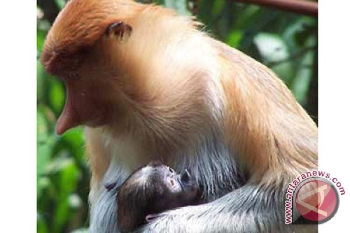 Babon lepas dan kabur dari kebun binatang di Paris