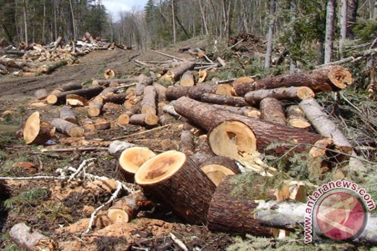 Oknum kades di Dompu dukung ilegal "logging"