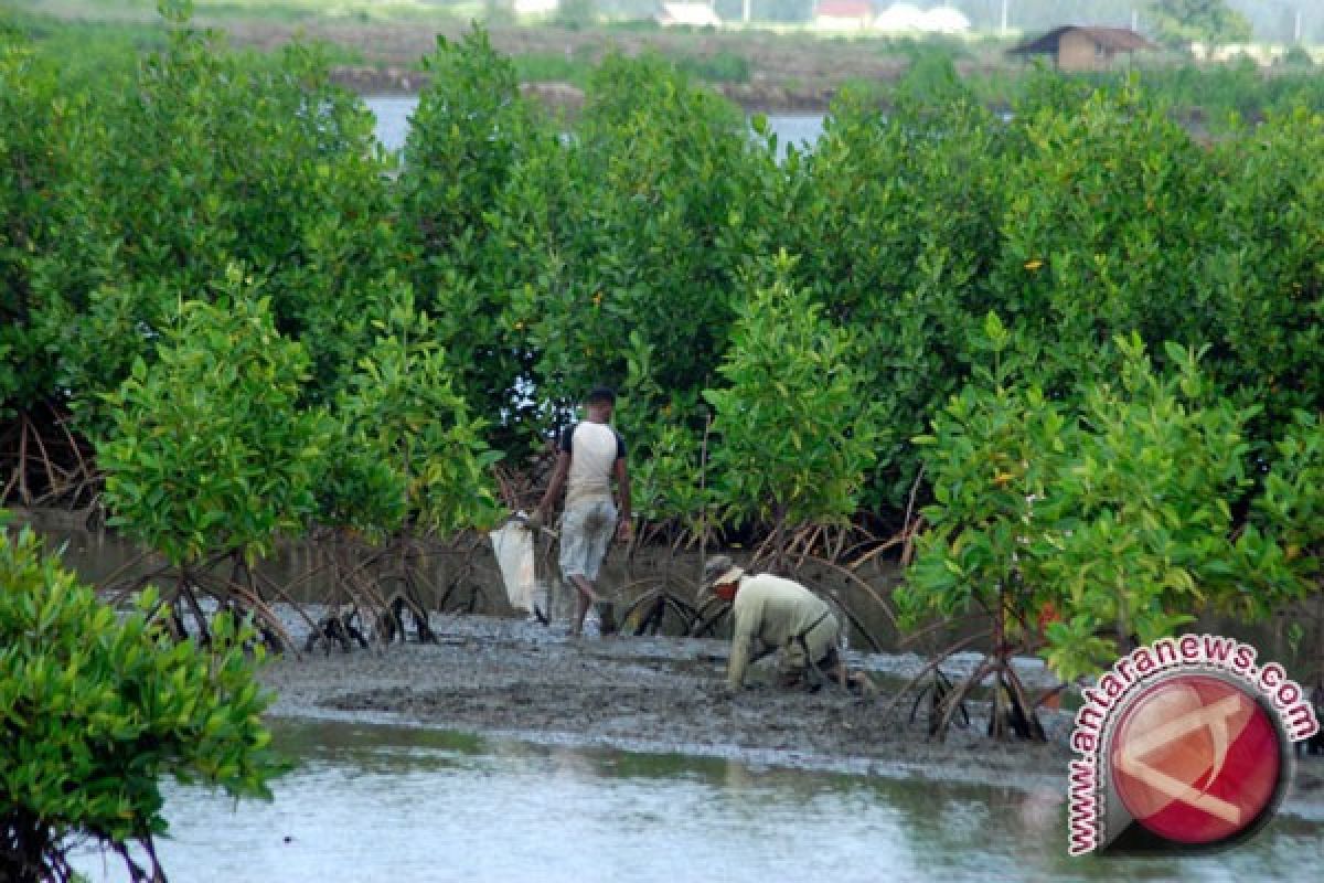 32.000 Ha lahan mangrove Jawa Barat rusak