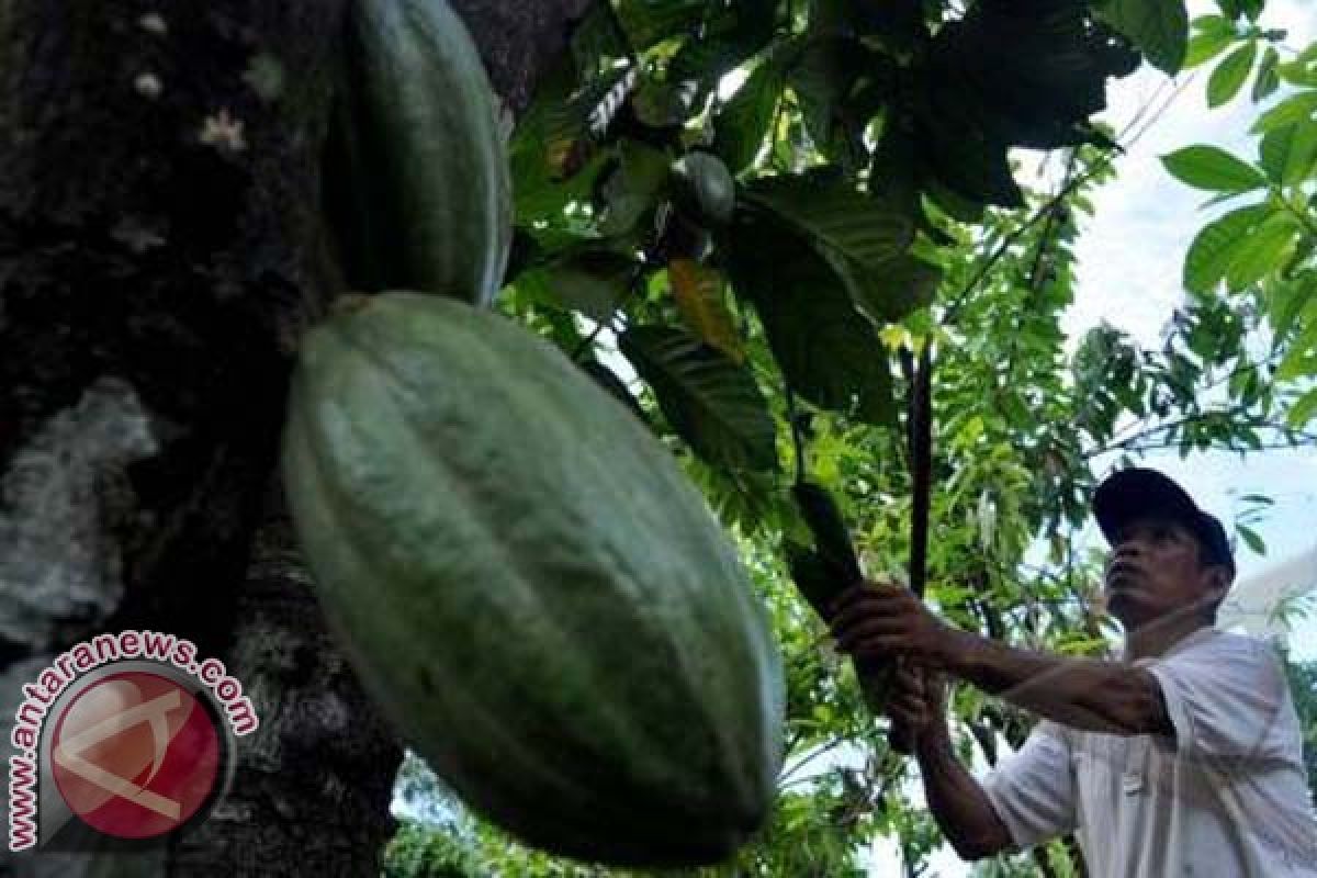 Disbun Sulbar sosialisasi optimalisasi lahan perkebunan 