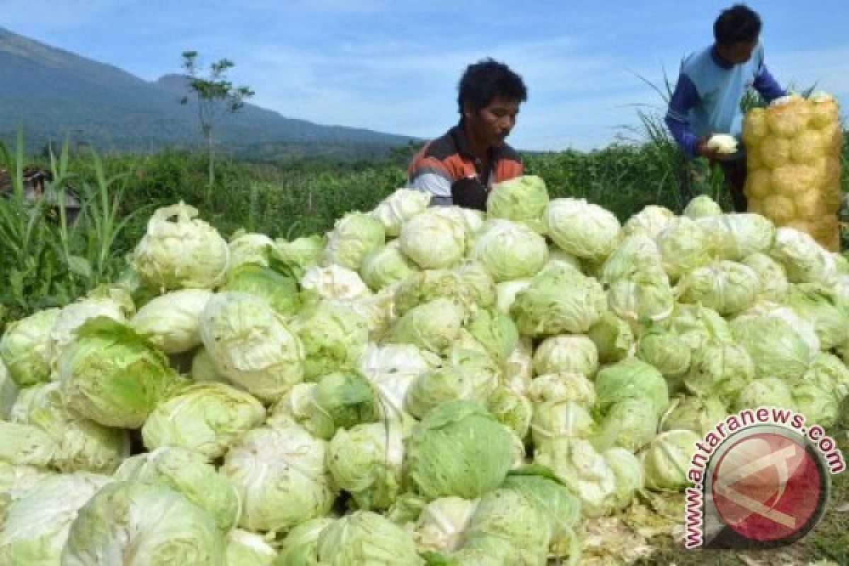 Kementan siapkan varietas sayuran antisipasi perubahan iklim