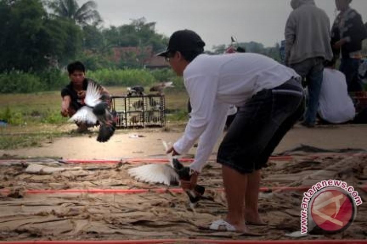 Balai Karantina Pangkalpinang Musnahkan Burung Asal Madura