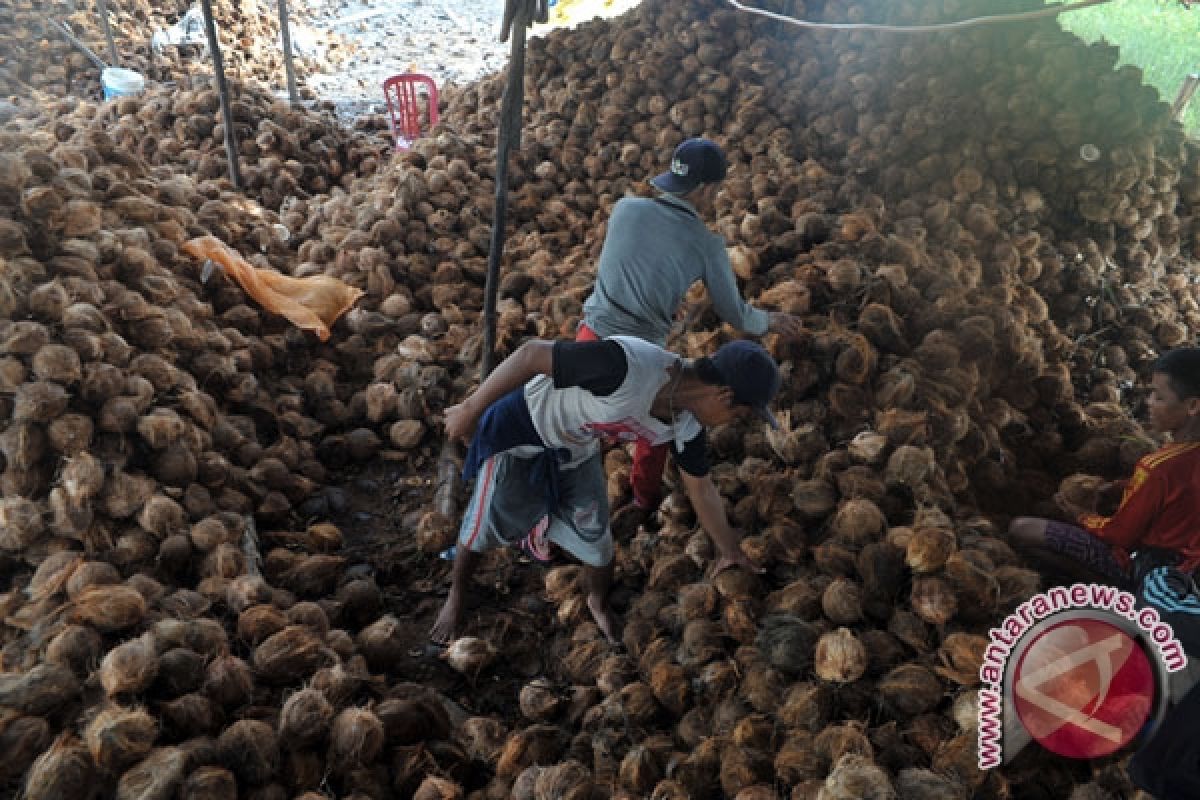 Petani desak pemprov atasi anjloknya harga kelapa