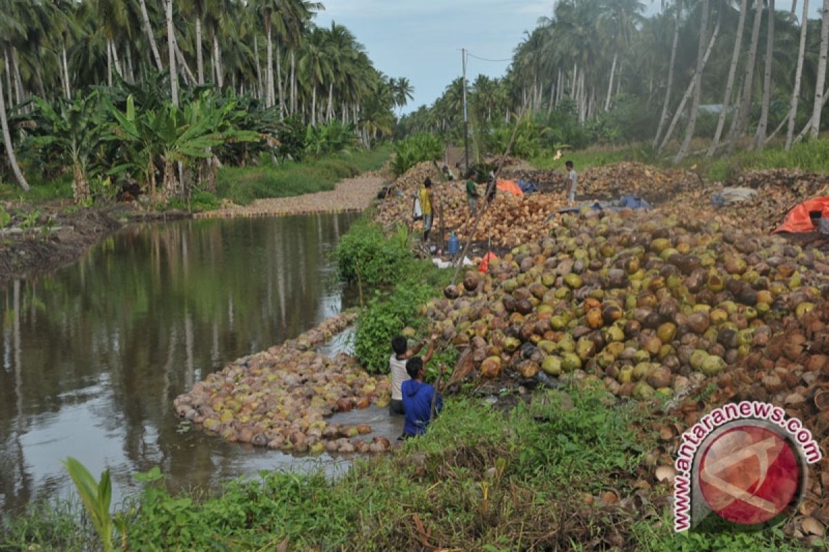 Buah kelapa asal Sumsel dipasarkan ke Padang dan Medan