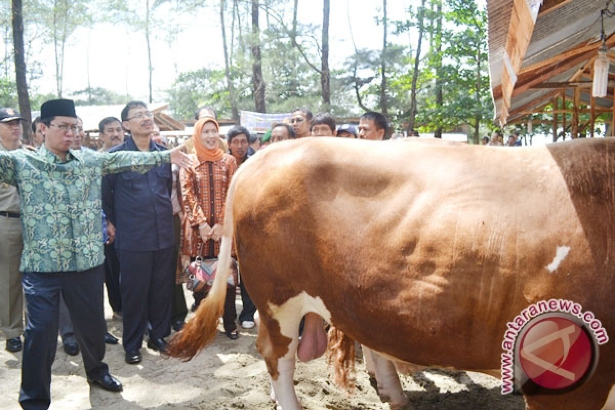 Stok Sapi Potong Hingga Lebaran