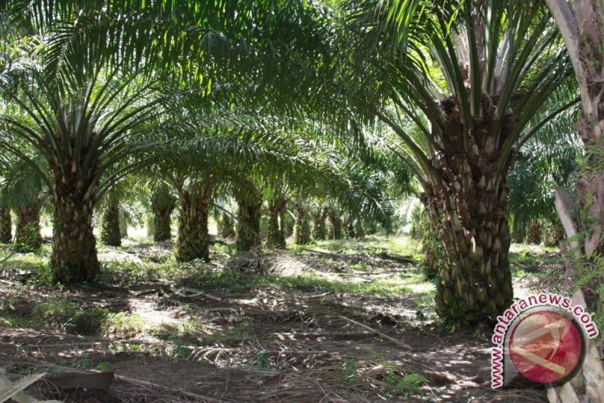 Palm Oil Major Contributions for South Kalimantan