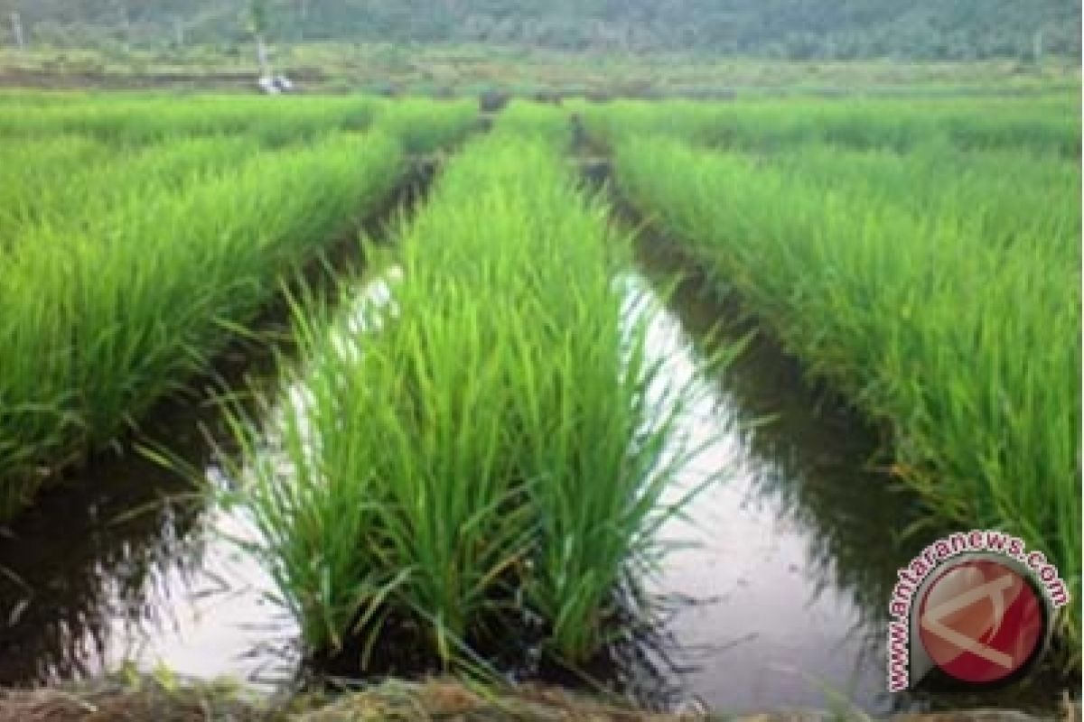 Kulon Progo masuki masa tanam 