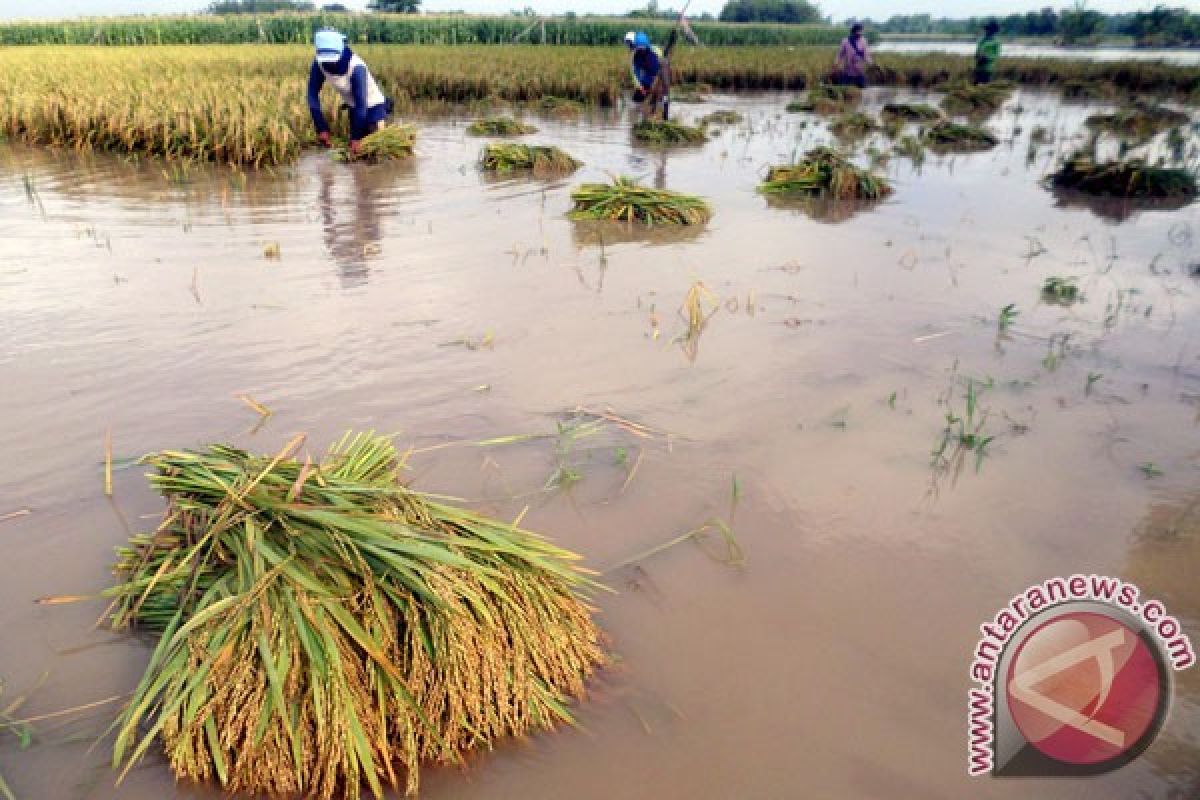Ribuan hektare tanaman padi tergenang banjir