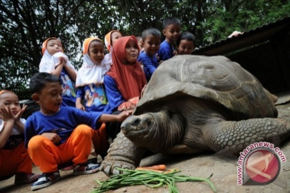 Ratusan kura-kura moncong babi dipulangkan ke Indonesia