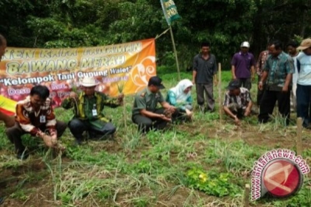 Petani  Kembangkan Bawang Merah 