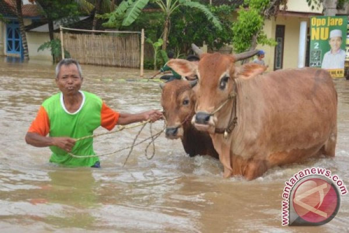 Ratusan rumah warga Jember kembali terendam banjir