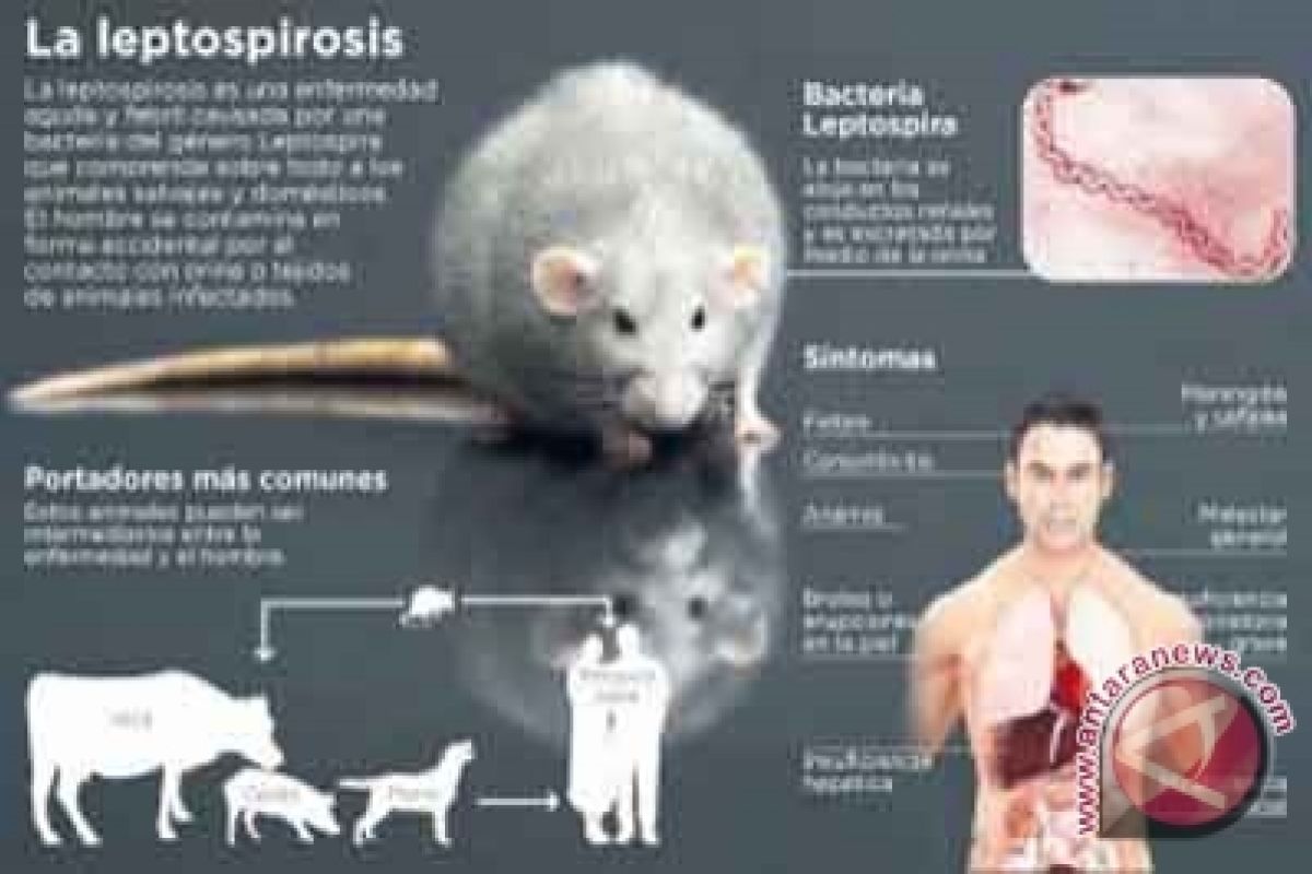 Bantul belum tingkatkan status penanganan penyakit leptospirosis