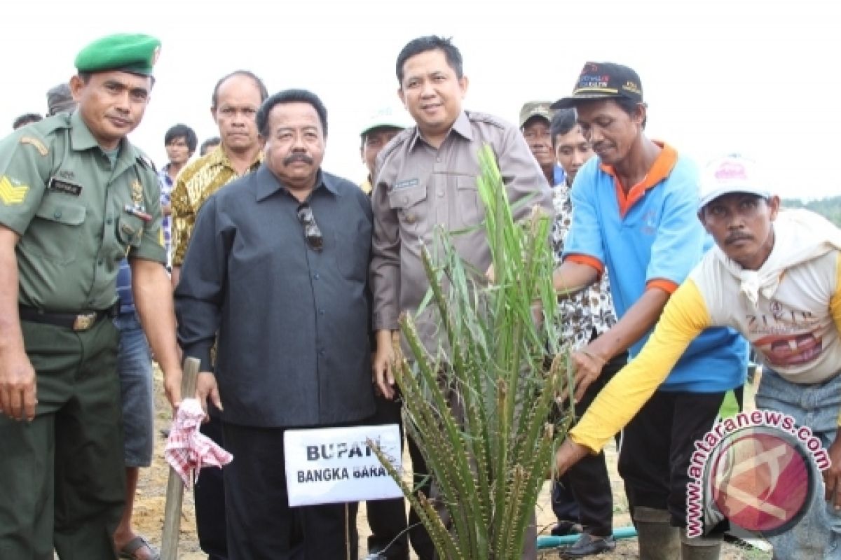 Revitalisasi Sawit Dusun Sukal Dinilai Berhasil
