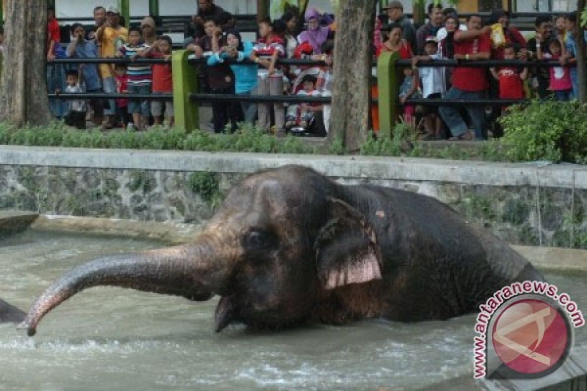 Kebun Binatang Surabaya buka "animal zoo" saat lebaran