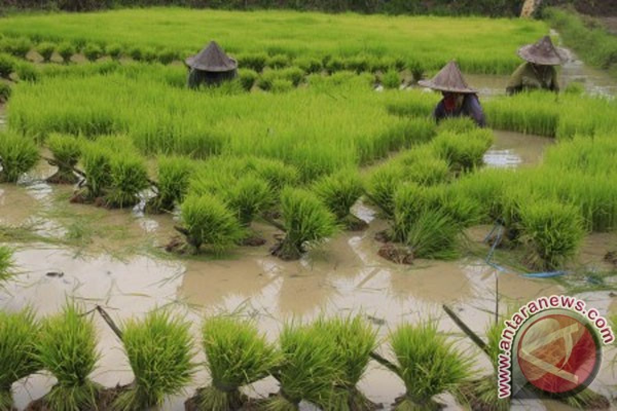 Sawah rusak terendam banjir di Banten capai ribuan hektare