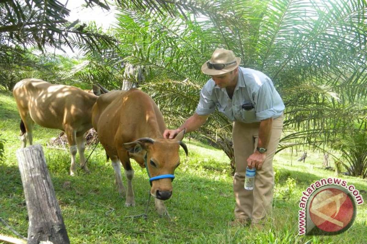 Samarinda Integrasikan 210 Sapi dengan Perkebunan Sawit