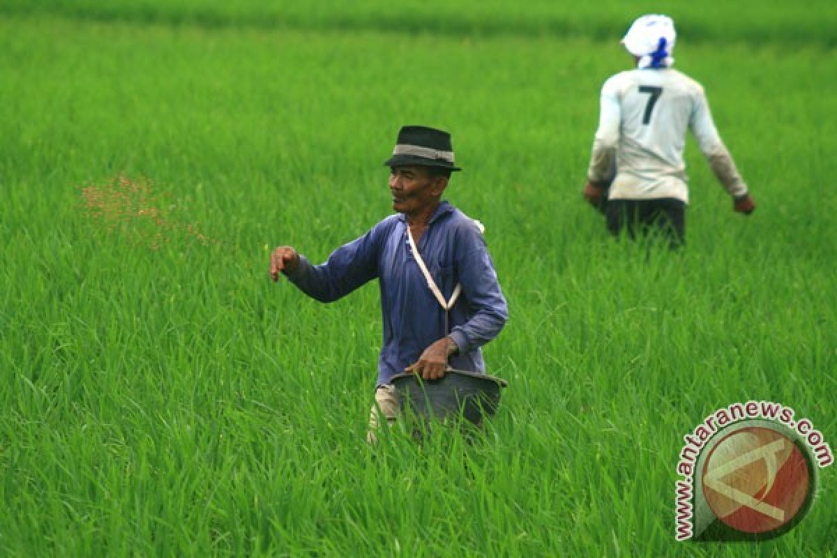 70 persen petani Sukabumi berusia lanjut