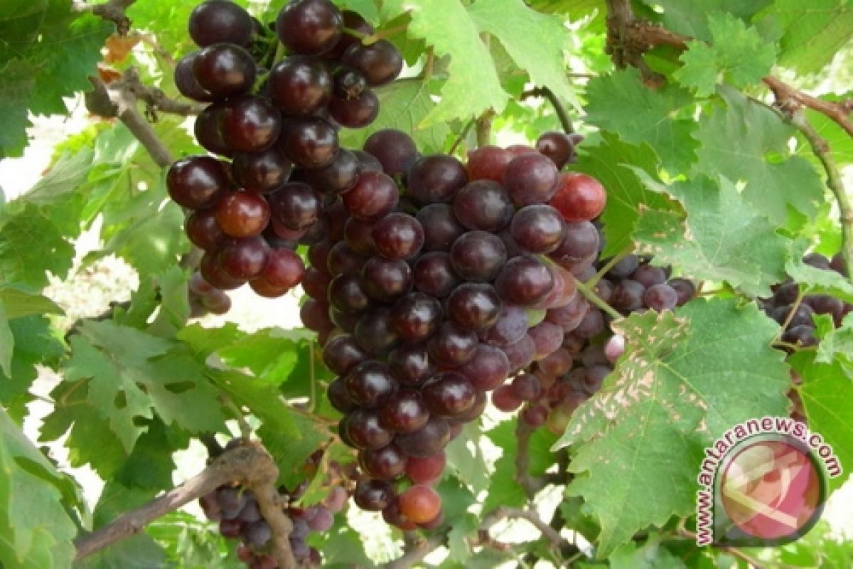 Pemkab Batang ajak petani kembangkan budi daya anggur