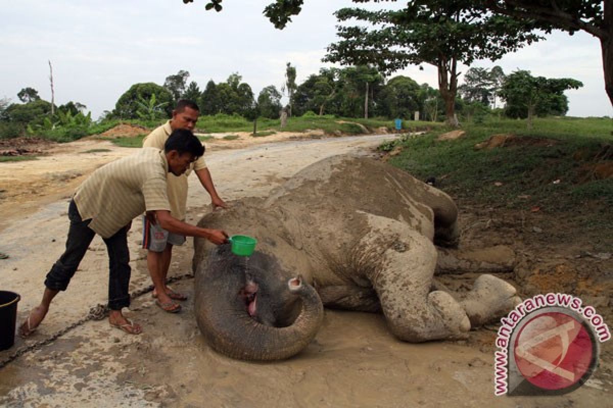 Gajah mati di Pusat Konservasi Riau