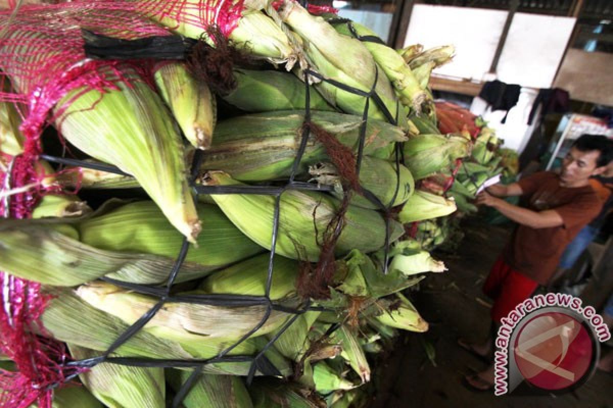 Warga Samarinda berburu jagung muda