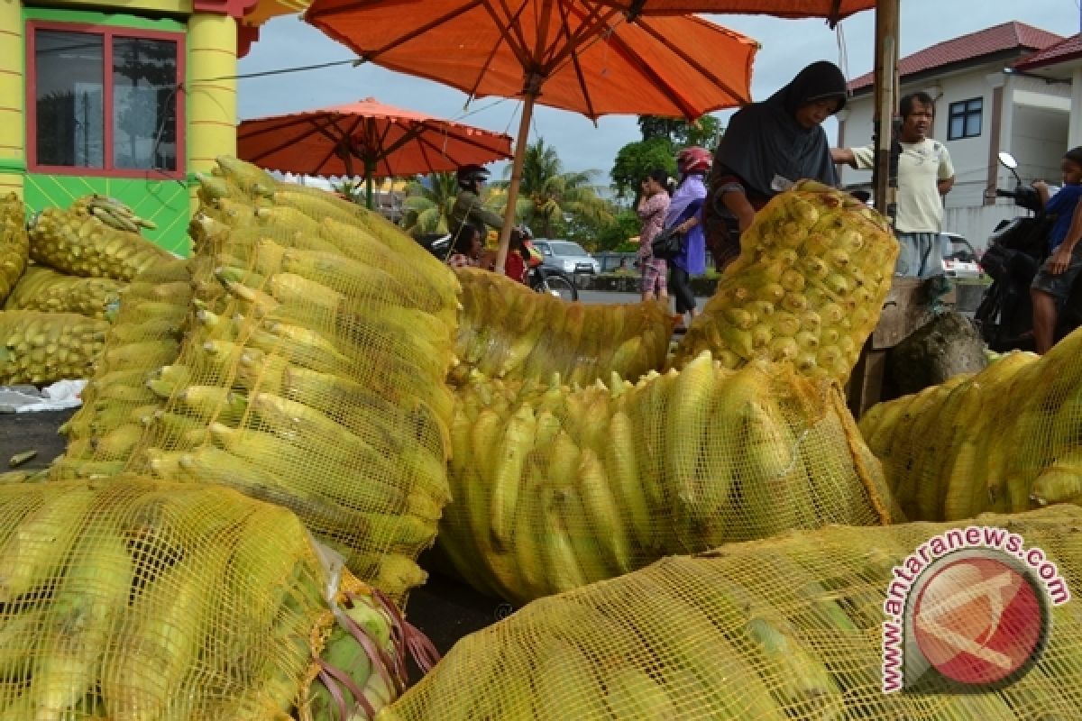 Pengunjung wisata di Rejanglebong gemari jagung rebus