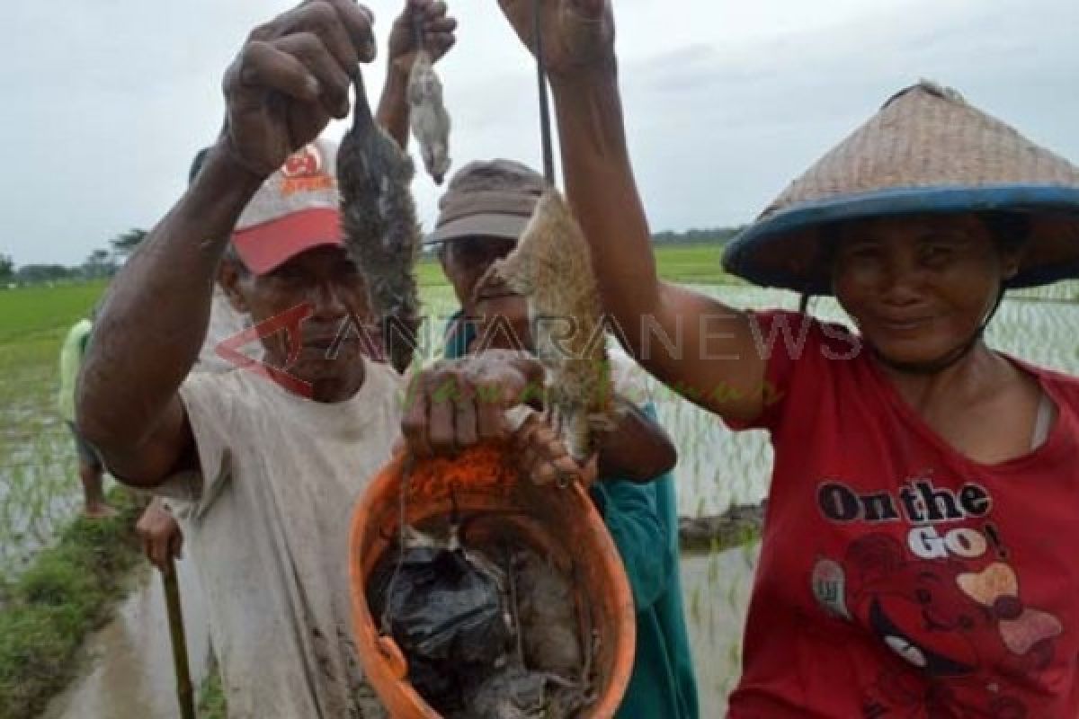 Tulungagung Segera Umumkan Hasil Penelitian Tikus Letospirosis