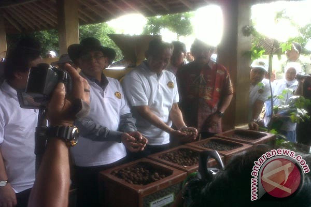 Kementerian ESDM kembangkan kemiri sunan di daerah pertambangan