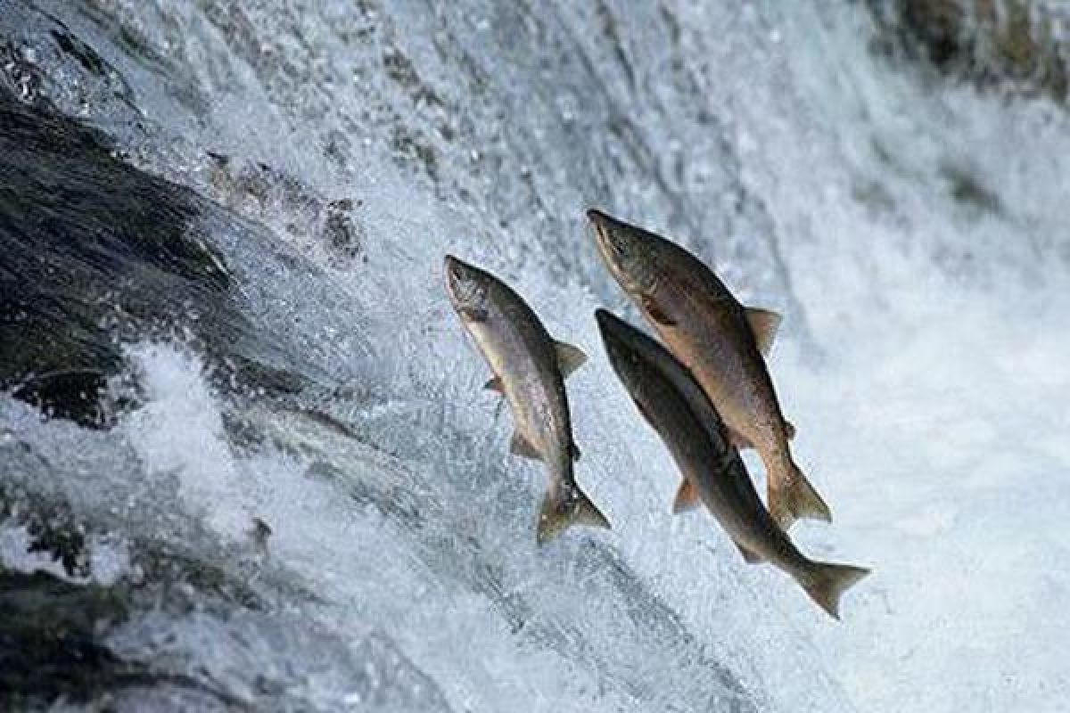 Guna lindungi ikan langka, China lepaskan dua juta benih salmon