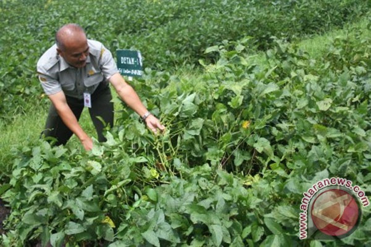 Batan: Kedelai Mutiara 2 cocok untuk petani