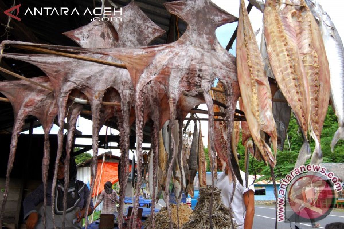 Nelayan Aceh Selatan panen gurita