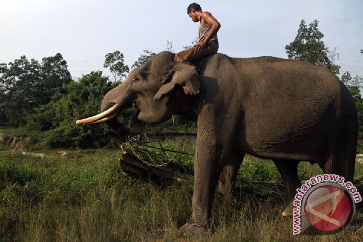 Pasukan gajah "blusukan" di Tesso Nilo