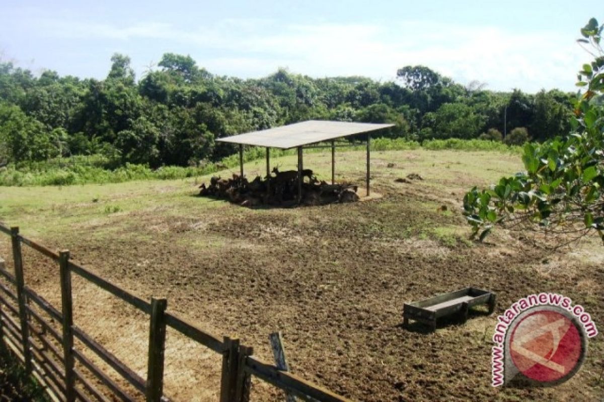 UPTD Penangkaran Rusa di Penajam Terkendala Lahan 	