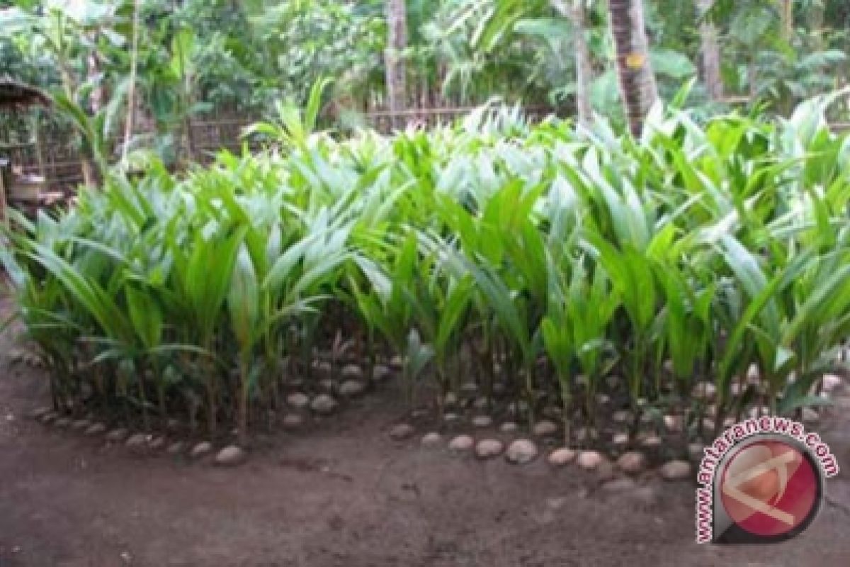 Bone Bolango Segera Lakukan Peremajaan Tanaman Kelapa