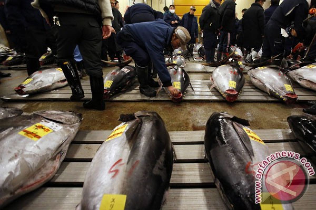 Tuna dilelang Rp4,6 miliar di pasar ikan Tokyo