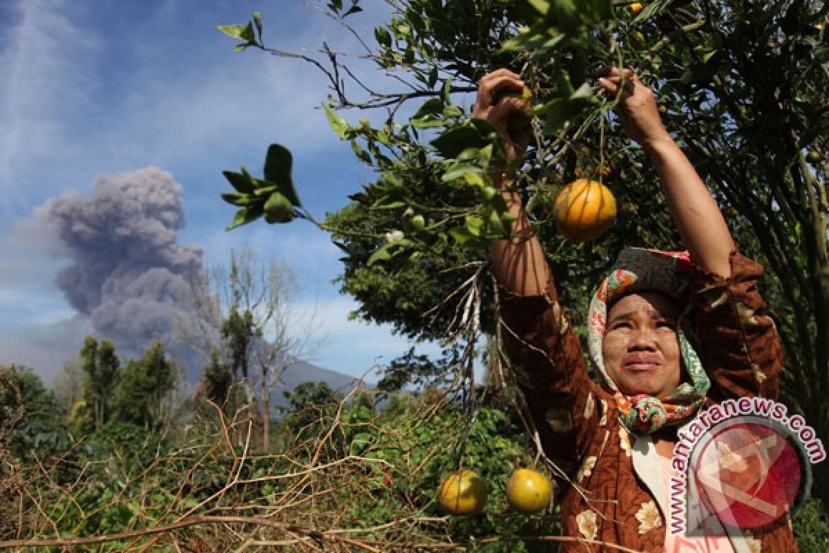 Petani Langkat kembangkan tanaman jeruk 159 hektare