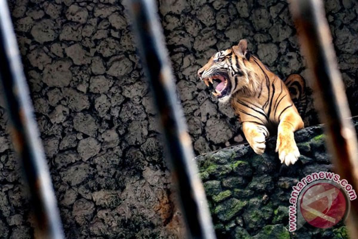 Kebun Binatang Surabaya belum terakreditasi