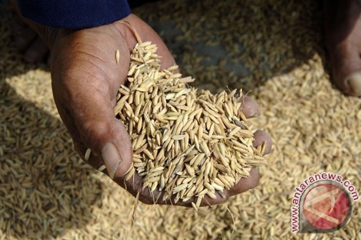 South Solok Dry Unhulled Rice Production Does not Reach Target