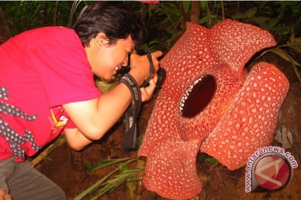 Two Rafflesia Flowers Bloom in Central Bengkulu