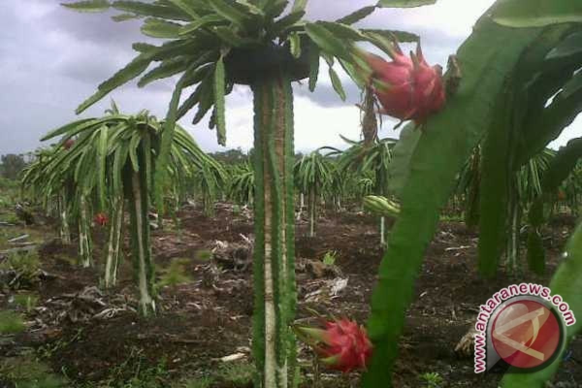 Petani di Pontianak Nikmati Hasil Buah Naga