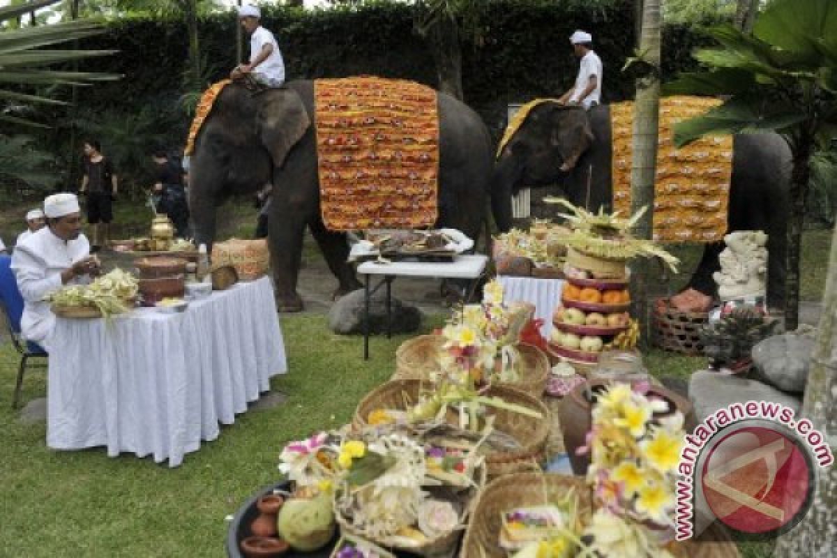 Umat Hindu Bali gelar ritual Tumpek Kandang